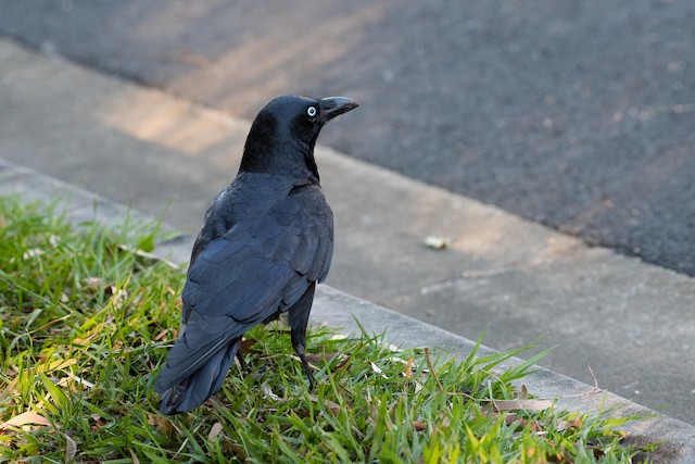 Torresian Crow