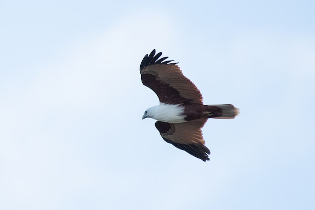 Brahminy Kite