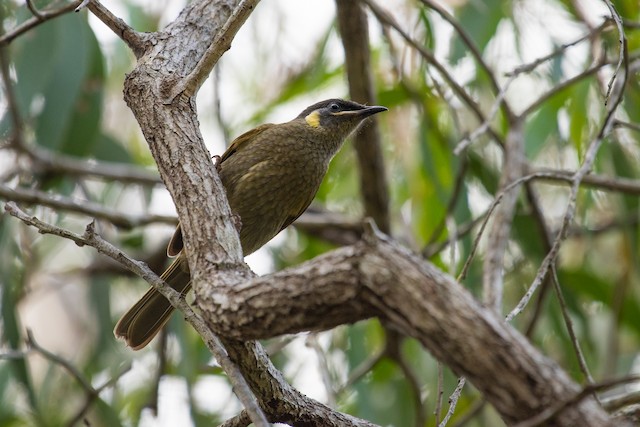 Lewin's Honeyeater