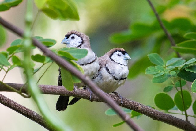 Double-barred Finch