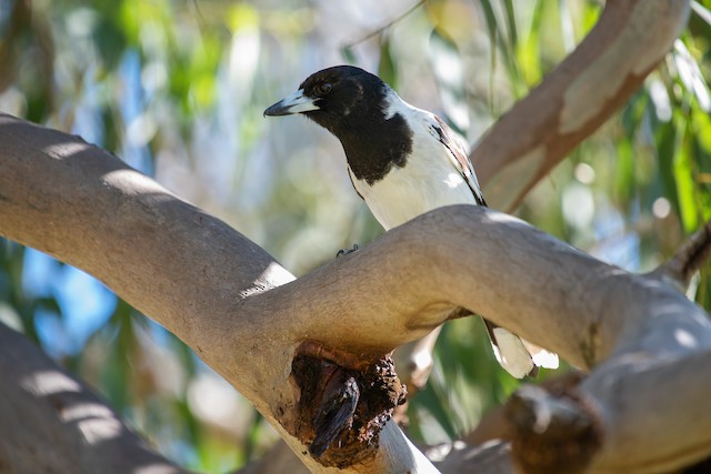 Pied Butcherbird