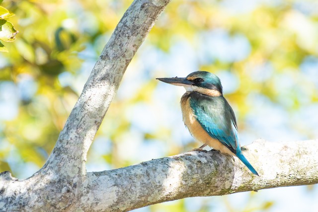 Sacred Kingfisher