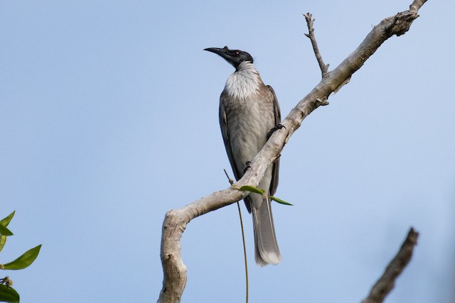 Noisy Friarbird