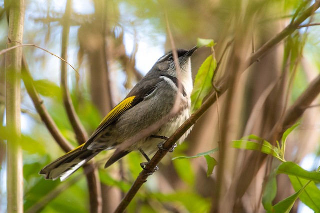 Crescent Honeyeater