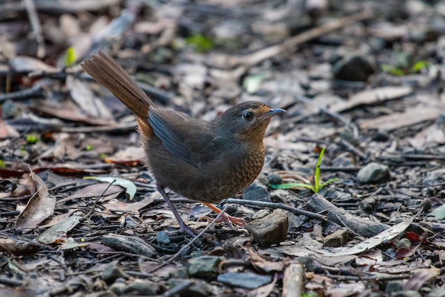 Pilotbird