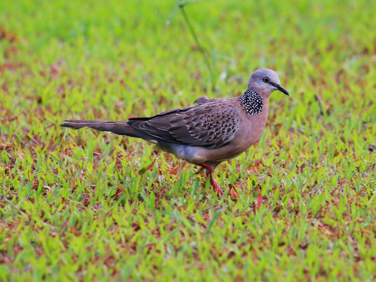 Spotted Dove - ML103446831