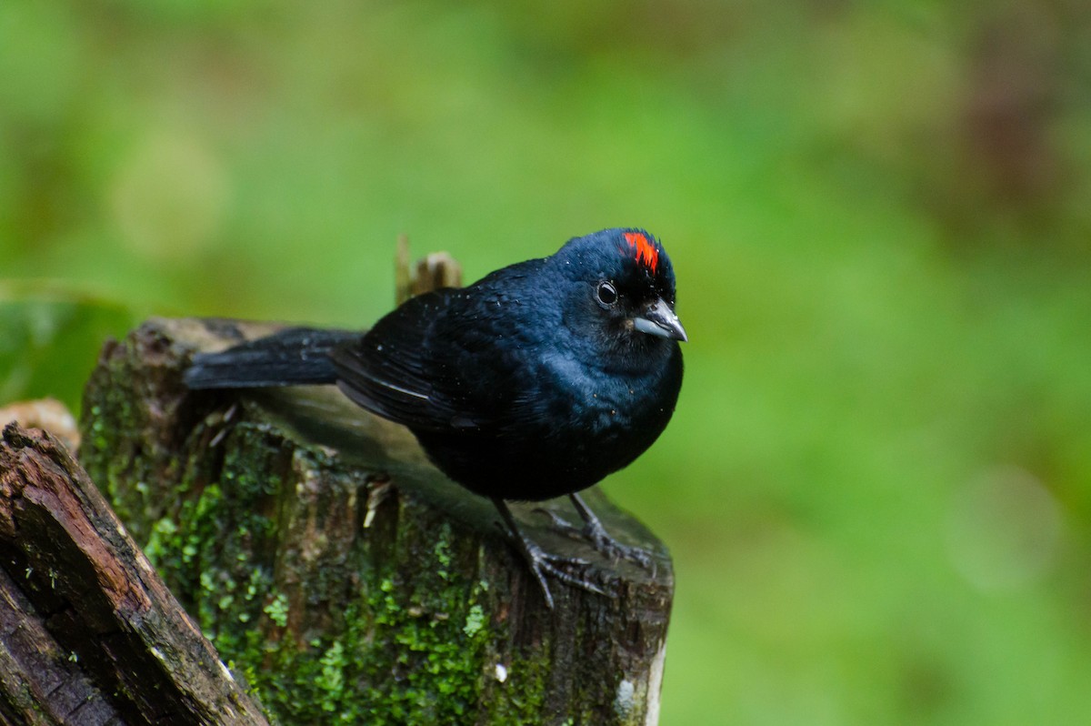 Ruby-crowned Tanager - ML103448121