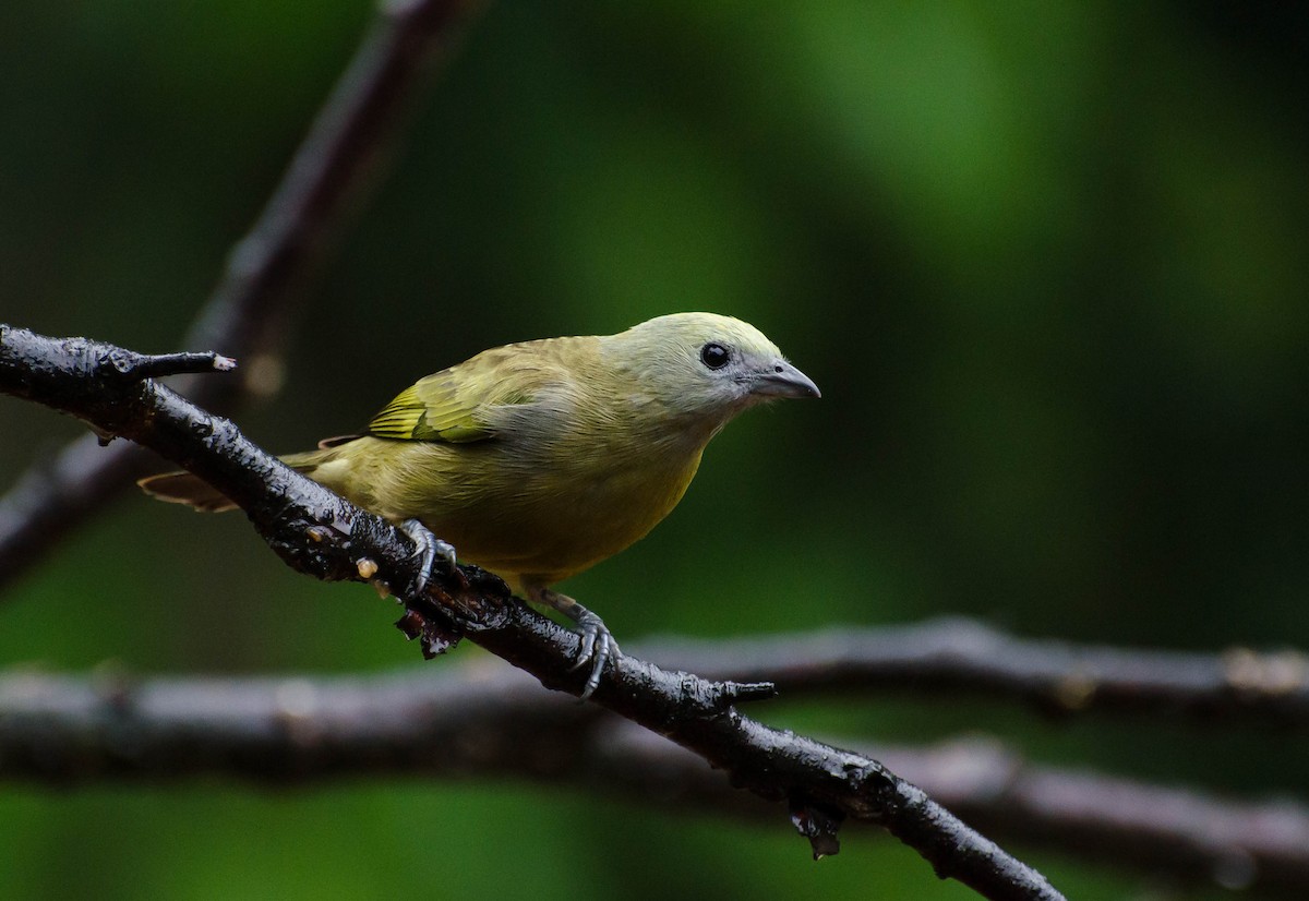 Palm Tanager - ML103448191