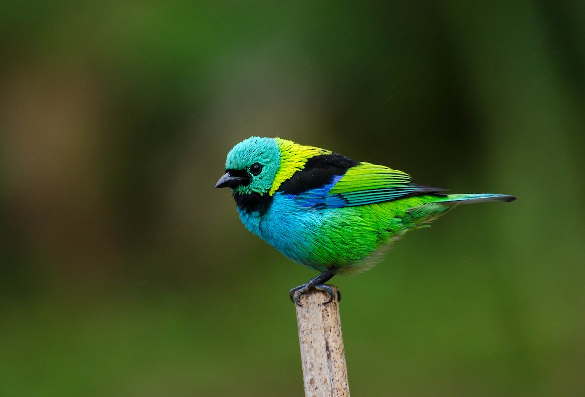 Green-headed Tanager - ML103448211