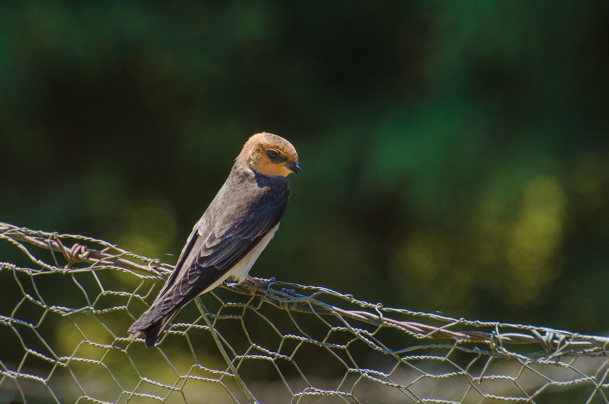 Tawny-headed Swallow - Marcos Eugênio Birding Guide