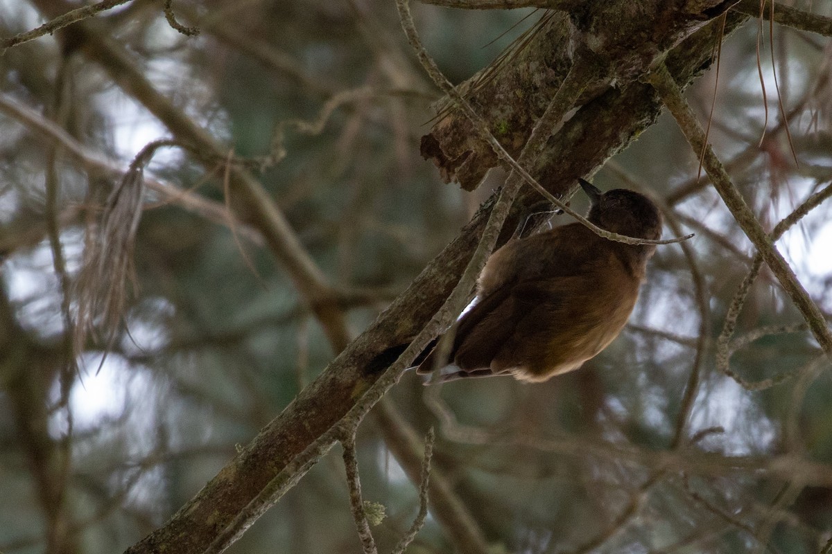Smoky-brown Woodpecker - Drew Weber