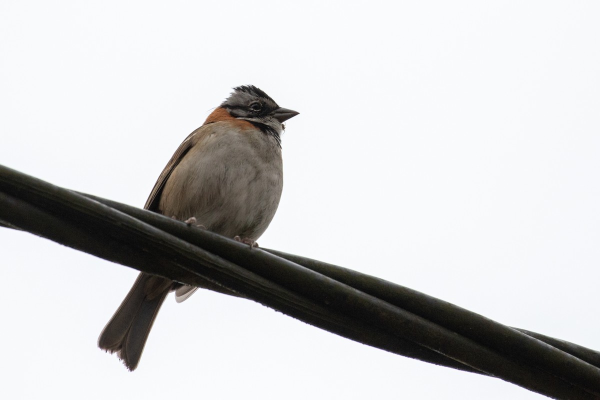 Rufous-collared Sparrow - ML103453761