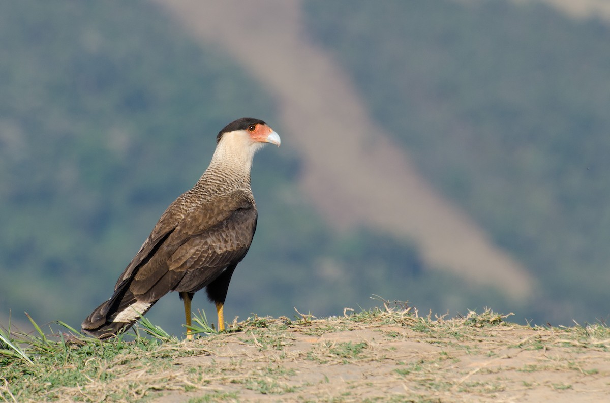 Crested Caracara (Southern) - ML103454131