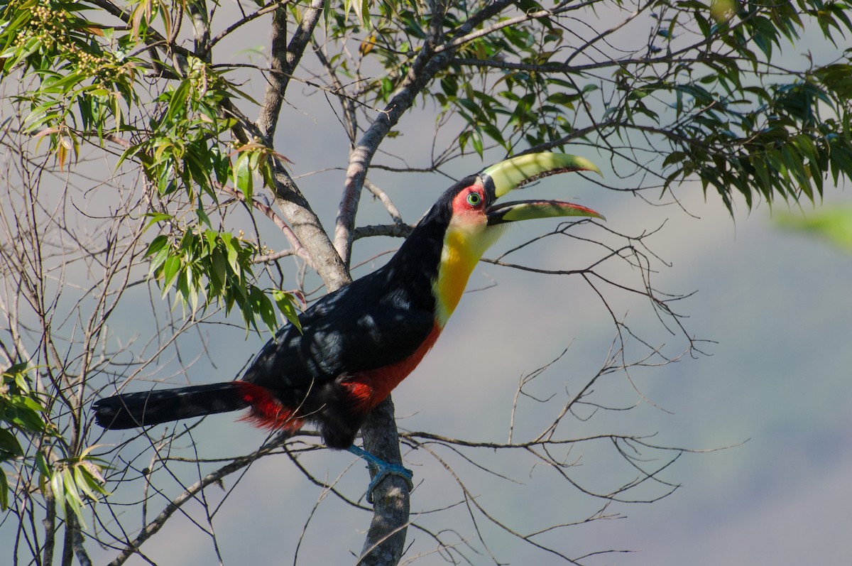 Red-breasted Toucan - ML103454261