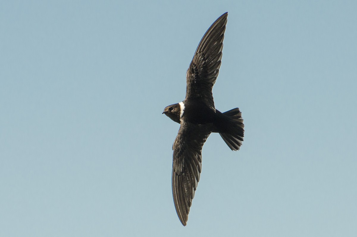 White-collared Swift - Marcos Eugênio Birding Guide