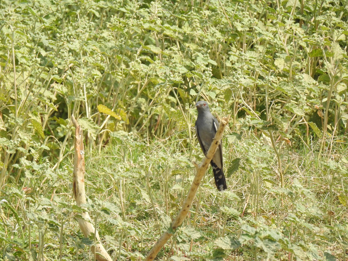 Gray-bellied Cuckoo - Vilas Mahajan