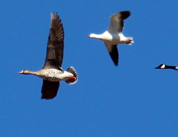 Greater White-fronted Goose - sam hough