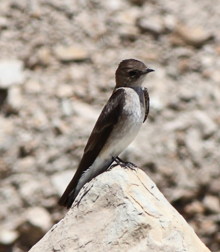 Northern Rough-winged Swallow - Justin Watts