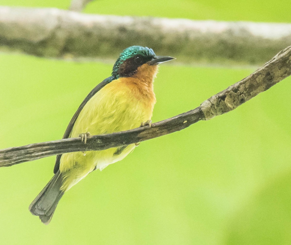 Ruby-cheeked Sunbird - Biswanath Mondal