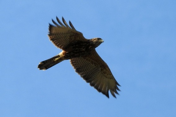 Harris's Hawk - julian baigorria / Iguazú Birdwatching