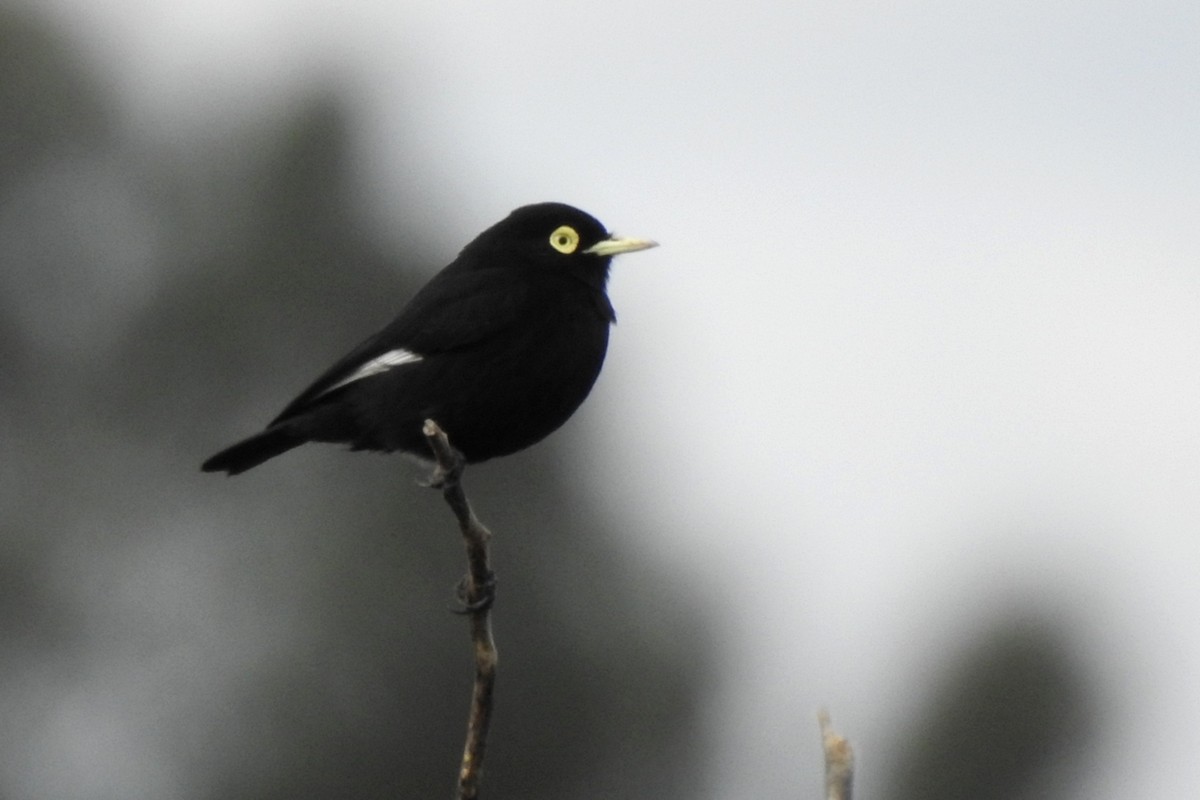 Spectacled Tyrant - ML103460271