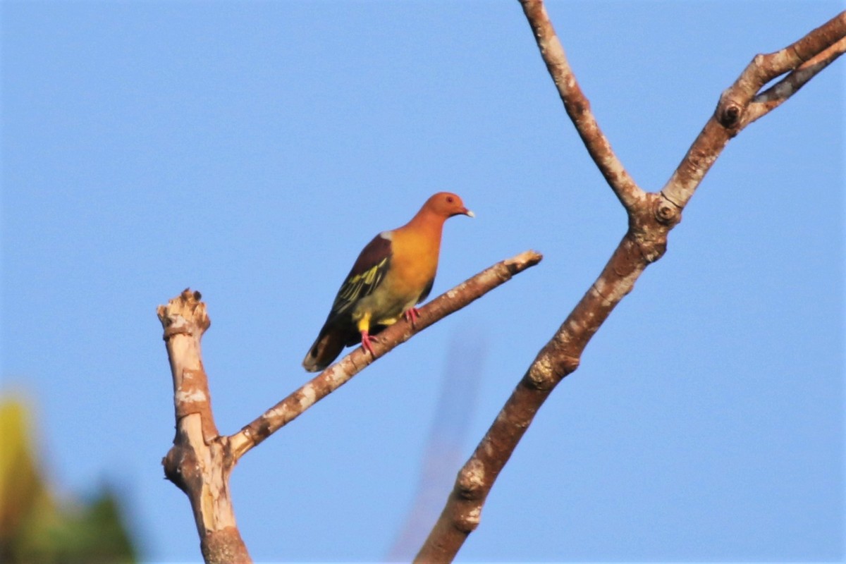 Cinnamon-headed Green-Pigeon - Fadzrun A.