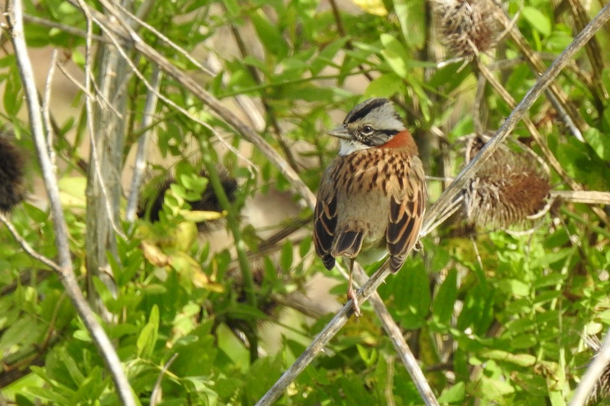 Rufous-collared Sparrow - julian baigorria / Iguazú Birdwatching