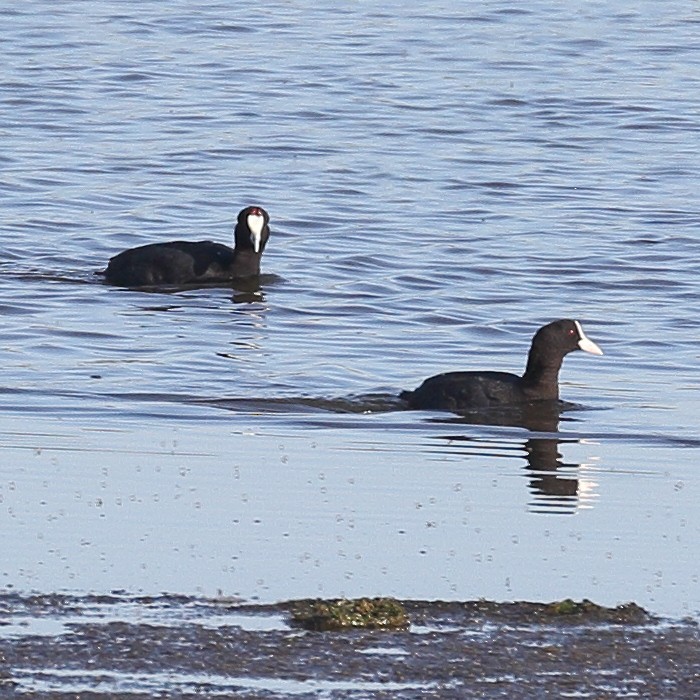 Red-knobbed Coot - ML103461891