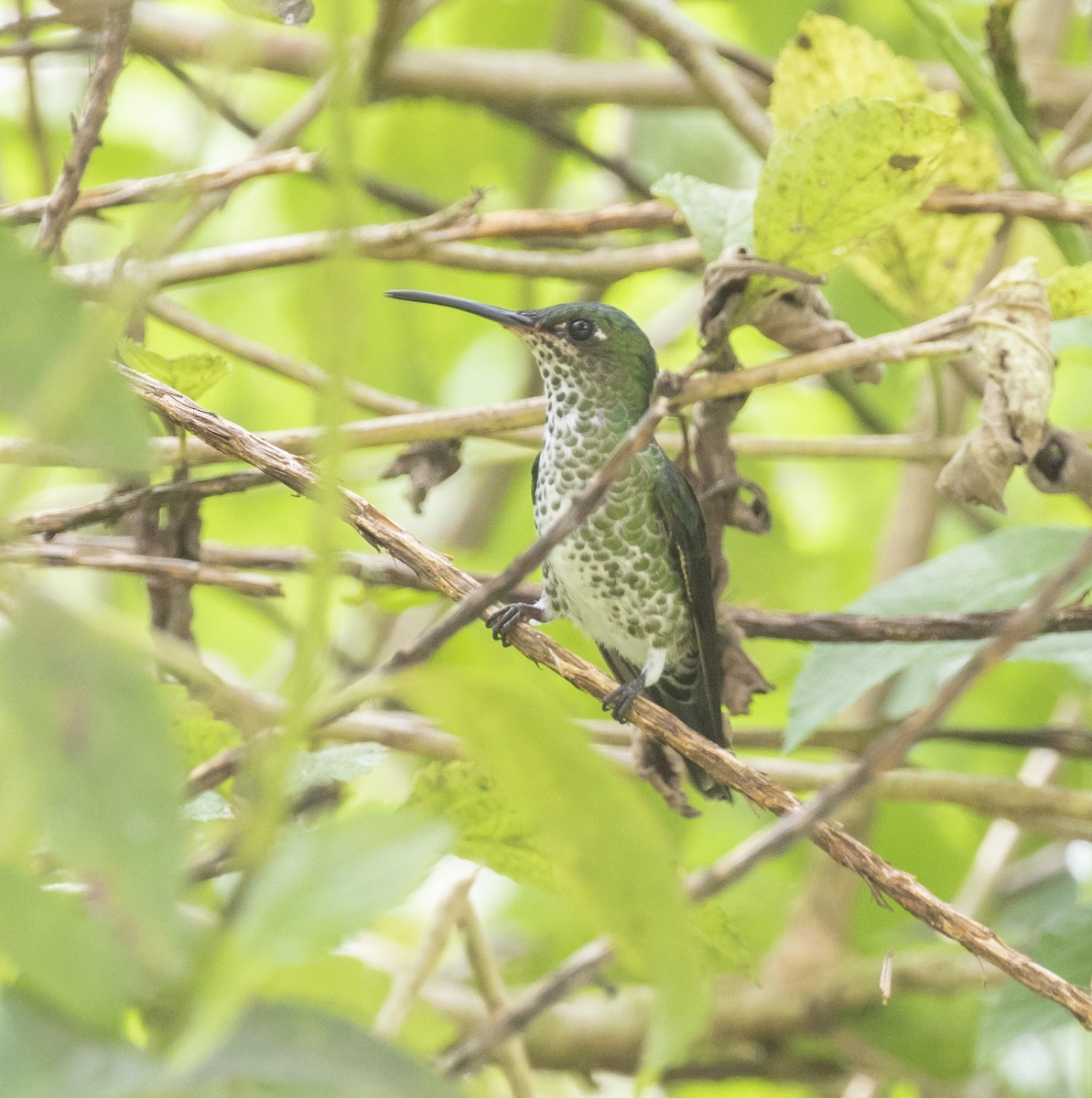 Many-spotted Hummingbird - Mouser Williams