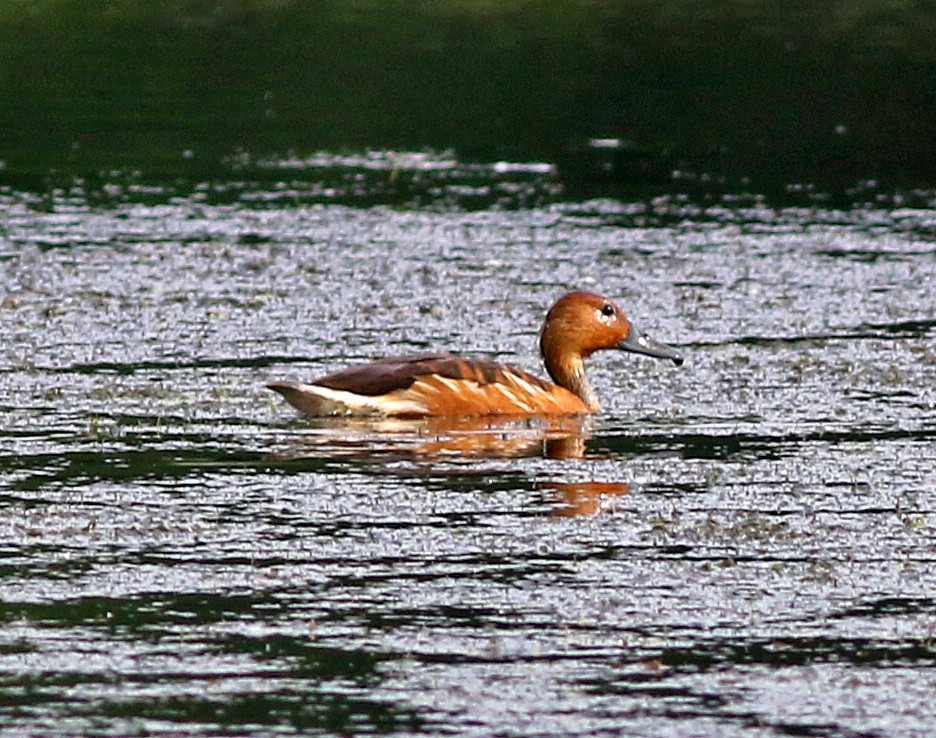 Fulvous Whistling-Duck - ML103465051