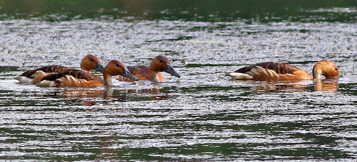 Fulvous Whistling-Duck - ML103465081