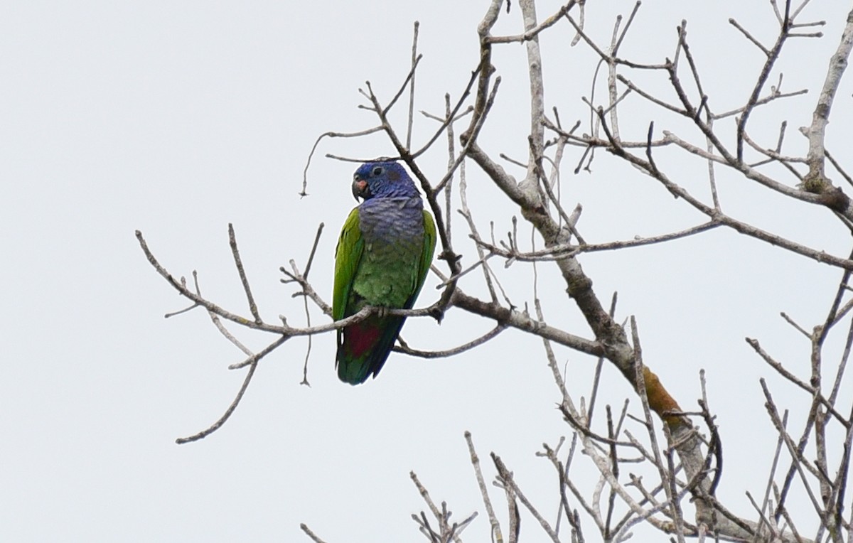Blue-headed Parrot - ML103465601