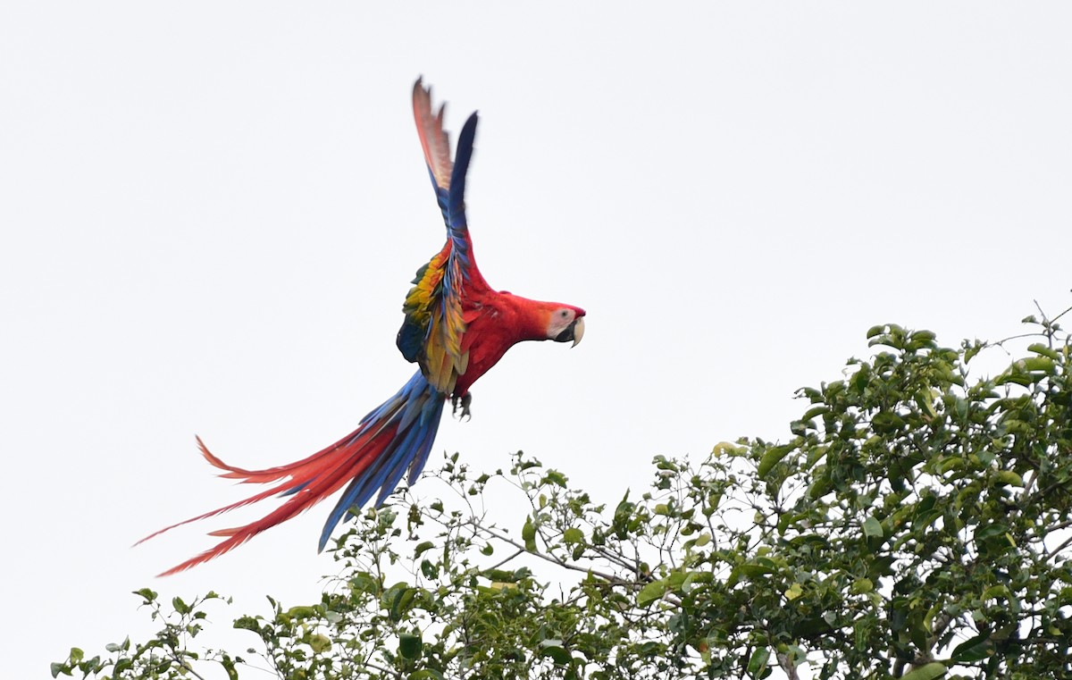 Scarlet Macaw - ML103465961
