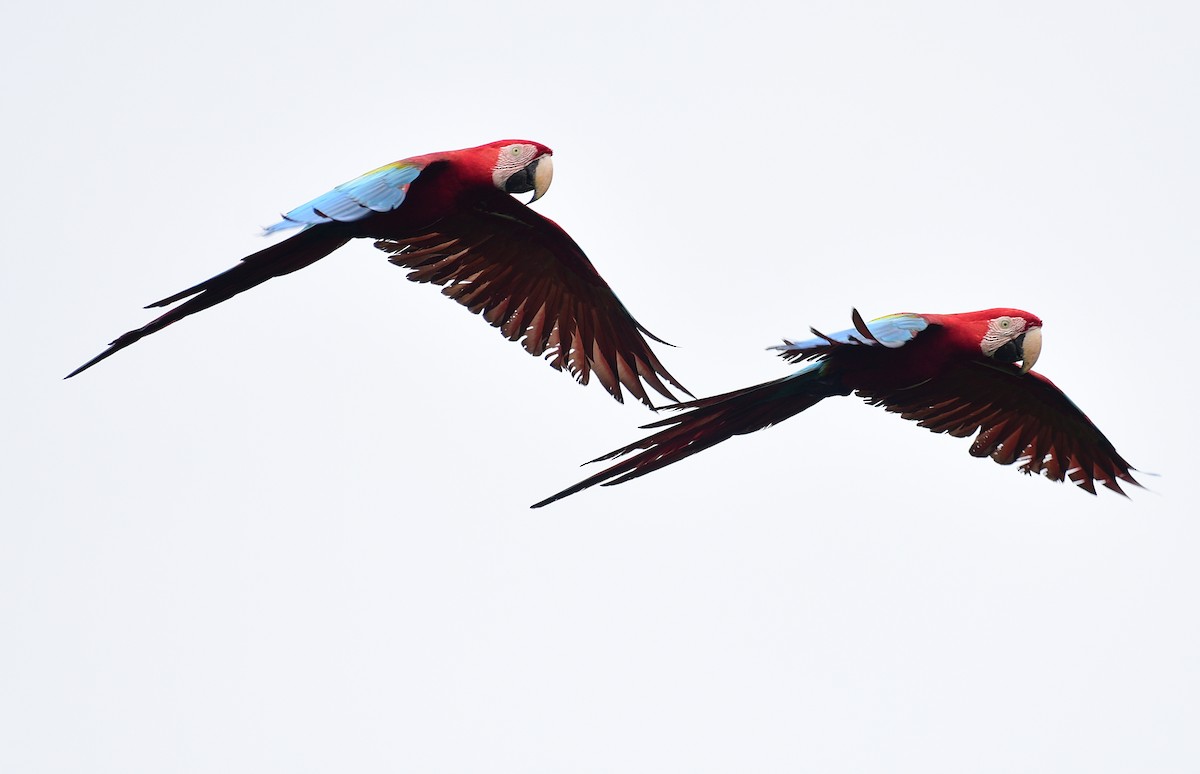 Scarlet Macaw - Luiz Moschini