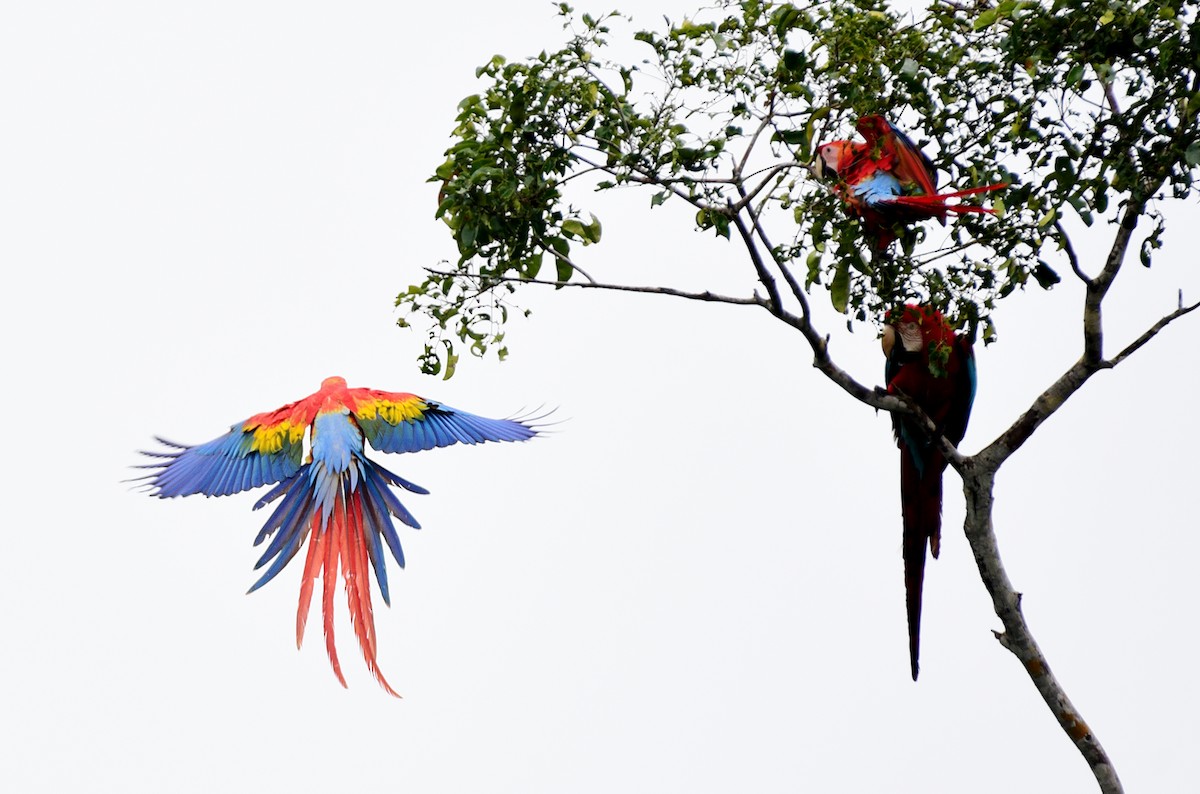 Red-and-green Macaw - Luiz Moschini