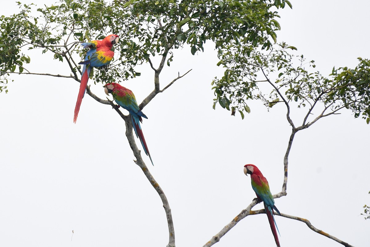 Red-and-green Macaw - ML103466051