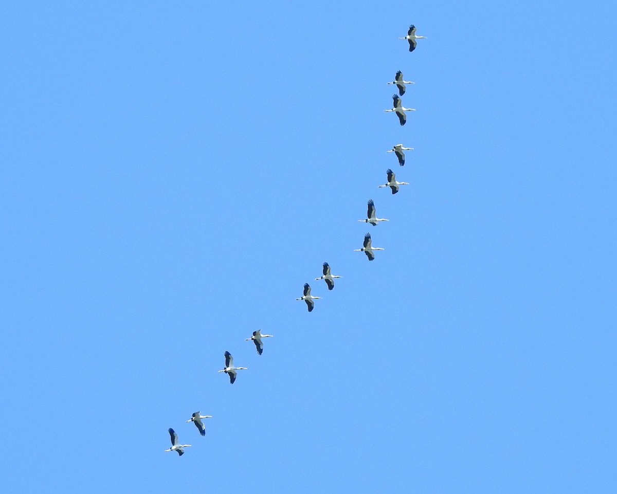 Wood Stork - julian baigorria / Iguazú Birdwatching