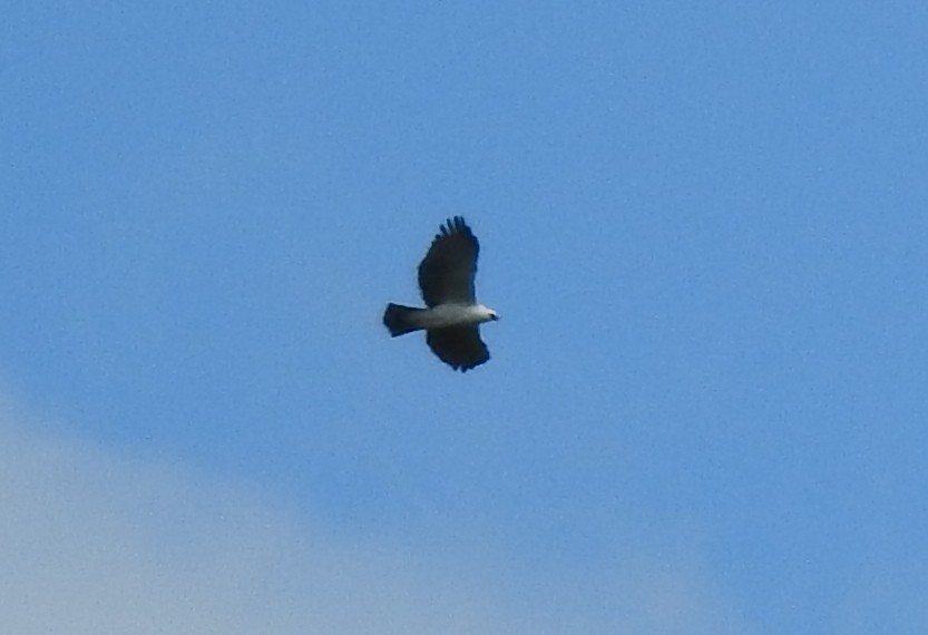 Black-and-white Hawk-Eagle - julian baigorria / Iguazú Birdwatching
