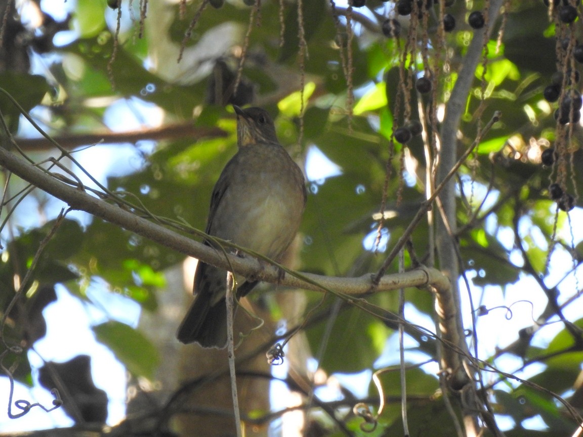 Blacksmith Thrush - julian baigorria / Iguazú Birdwatching