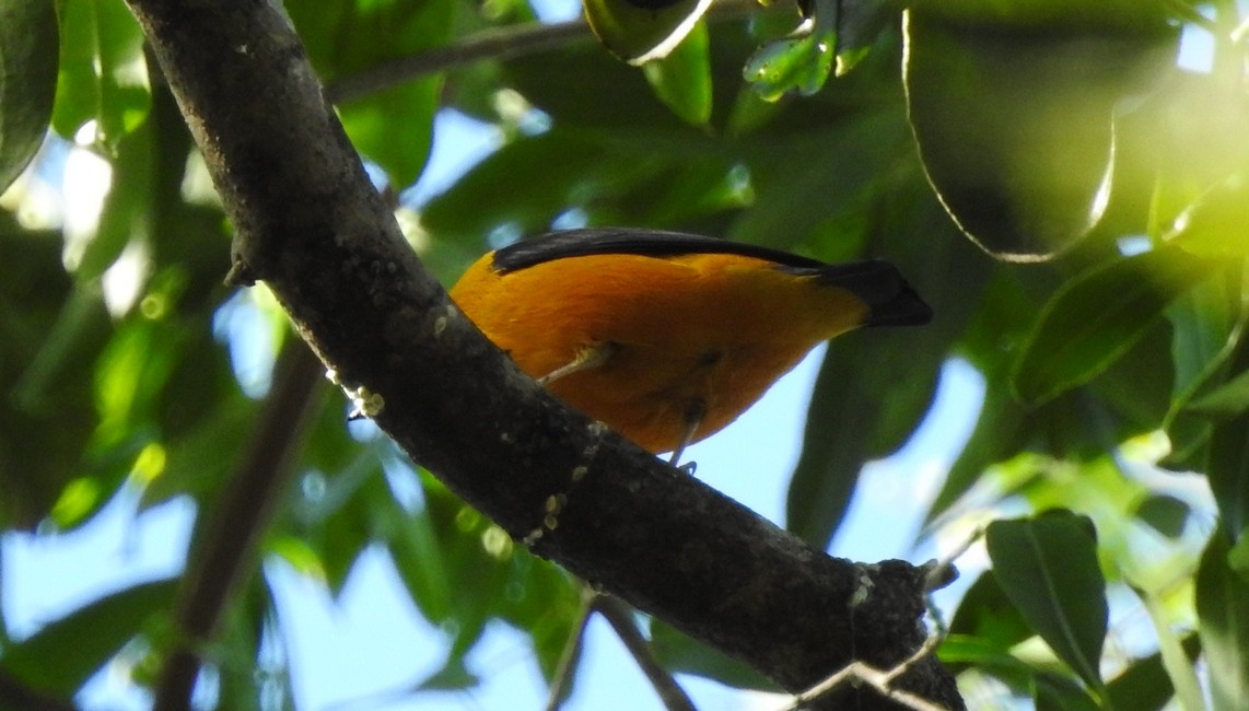 Golden-rumped Euphonia - julian baigorria / Iguazú Birdwatching