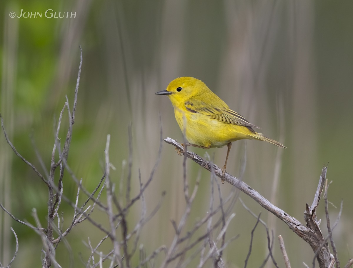 Yellow Warbler - John Gluth