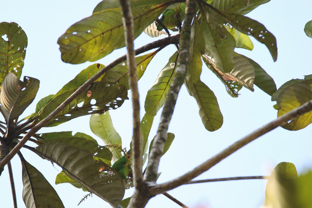 Blue-crowned Hanging-Parrot - ML103470161