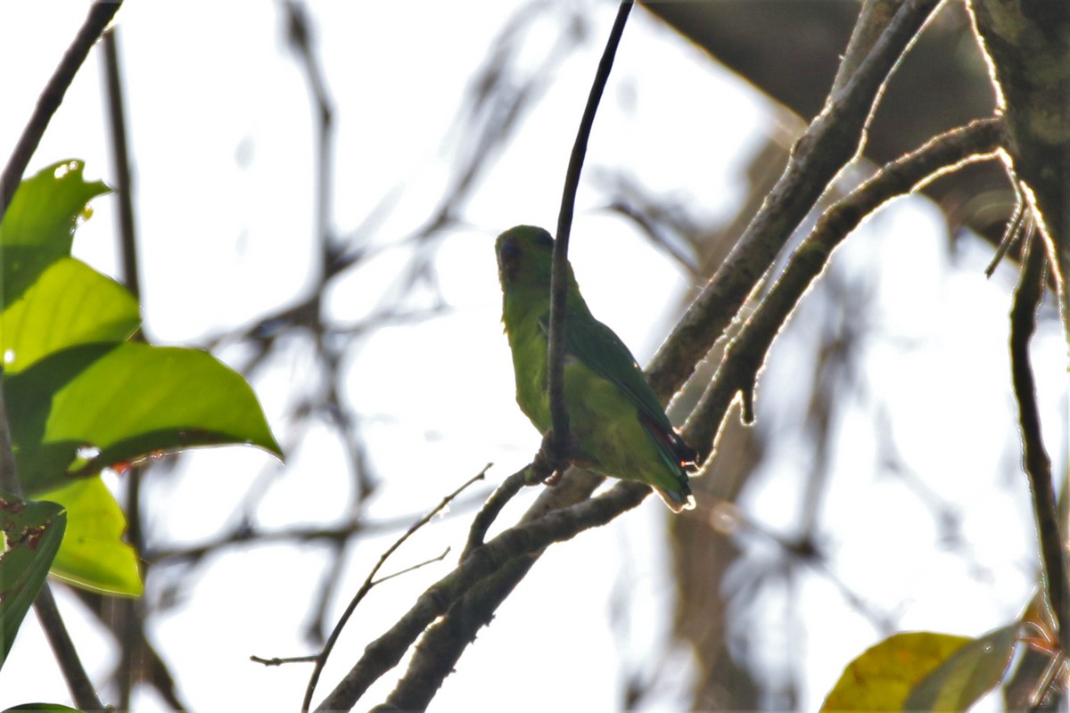 Blue-crowned Hanging-Parrot - ML103470681