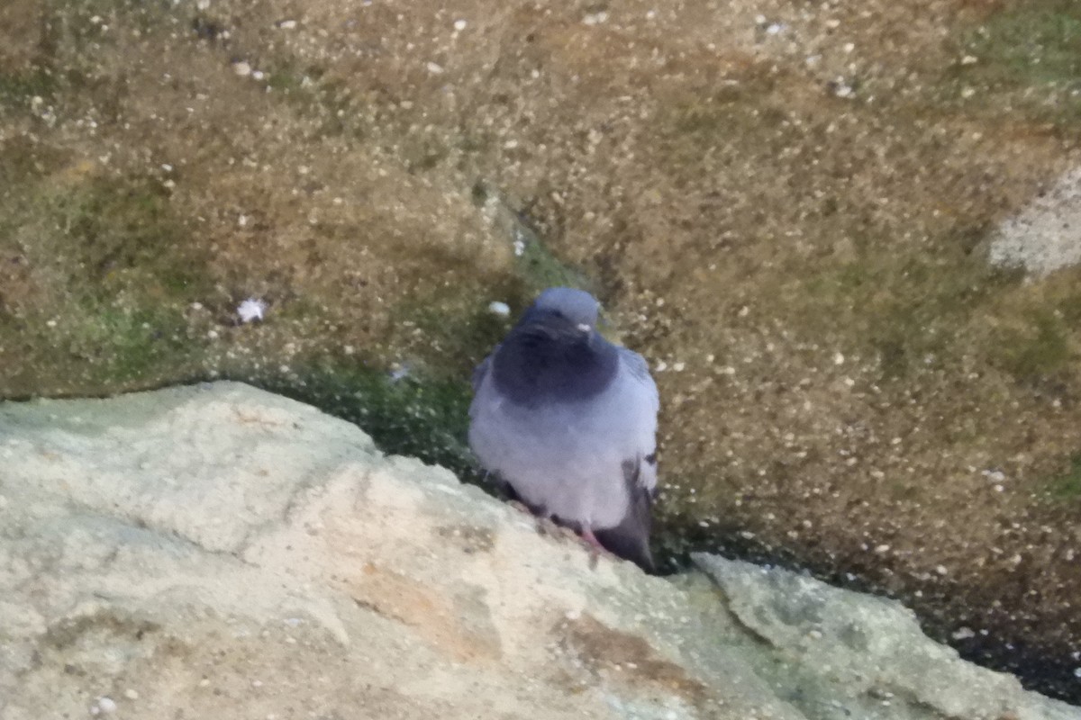 Rock Pigeon (Feral Pigeon) - ML103474001