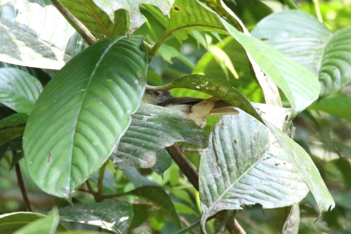 Rufous-tailed Tailorbird - ML103477191