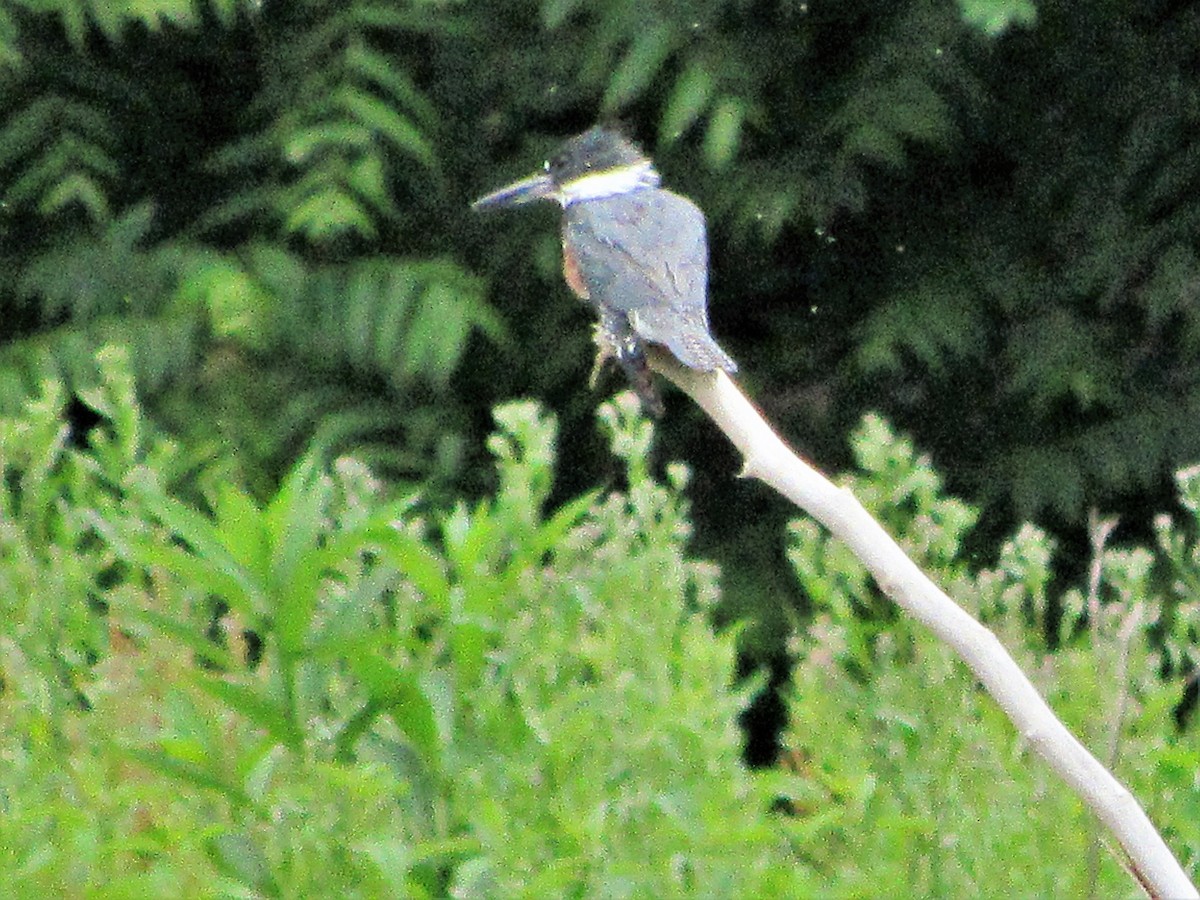 Belted Kingfisher - ML103477381