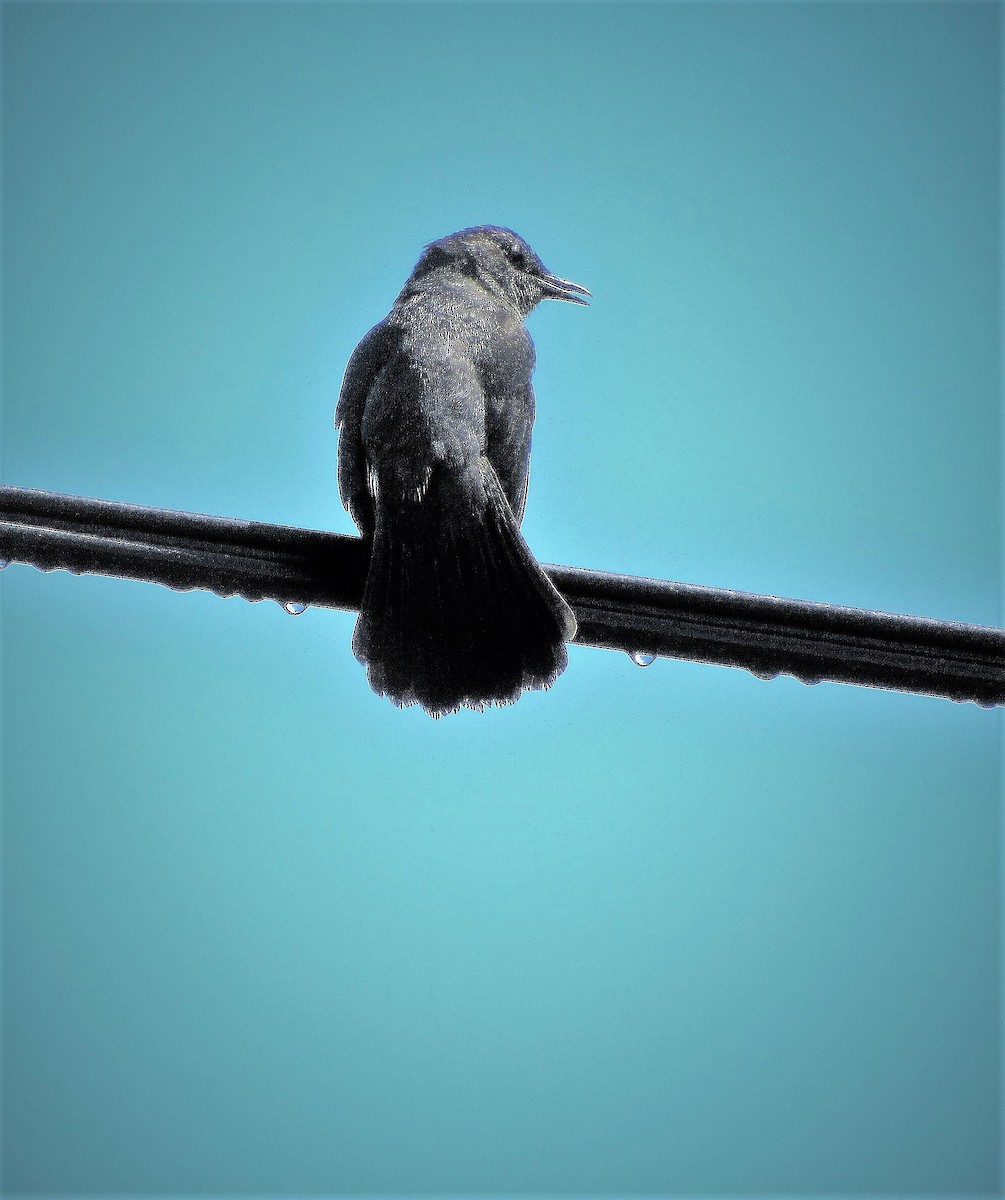 Gray Catbird - Fred Kachmarik