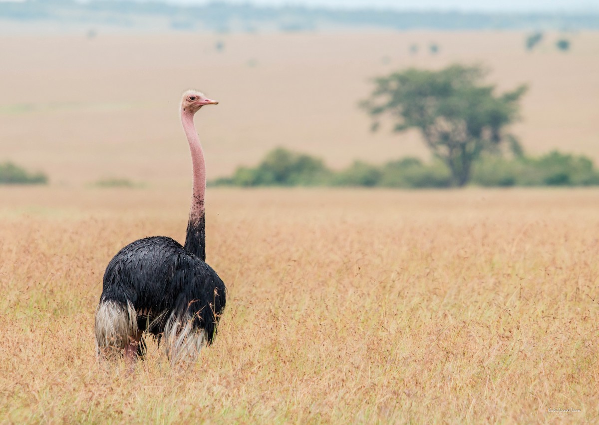 Африканский страус - ML103478701