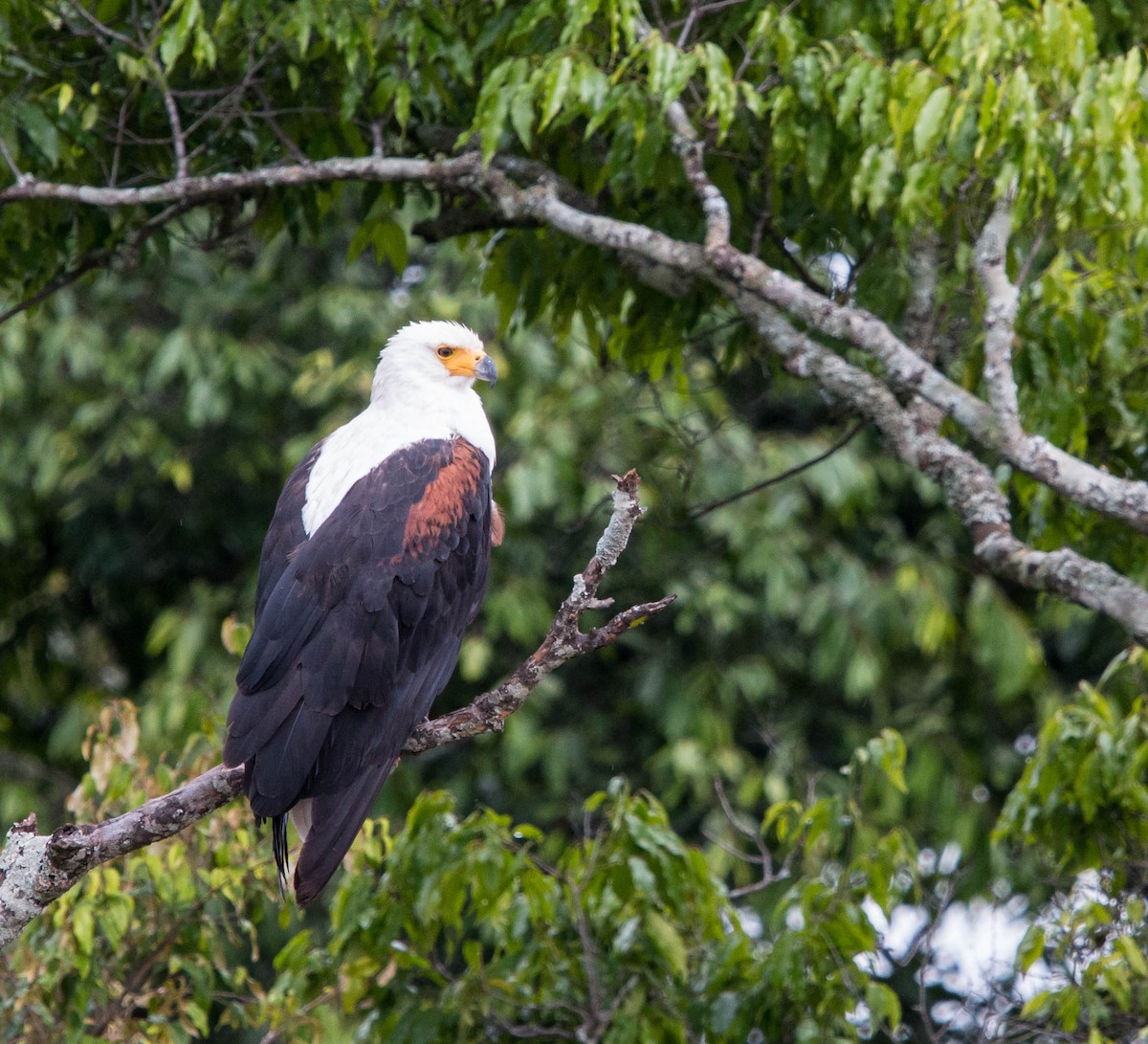 African Fish-Eagle - ML103479091
