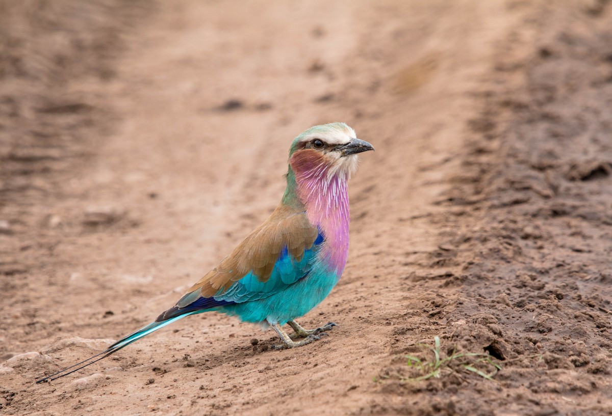 Lilac-breasted Roller - ML103479331